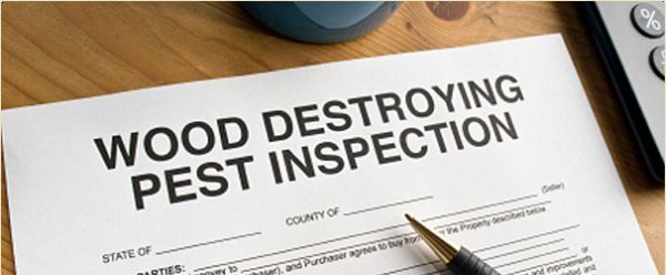Termite Inspection in Kansas City, Lee's Summit and Overland Park