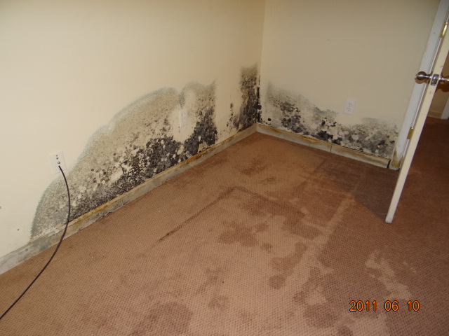 Mold on walls of a home